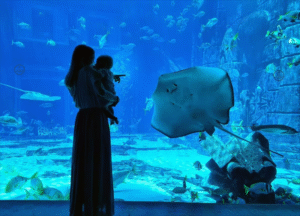The Best Clear Acrylic Aquarium Tanks and Cylinders, meticulously crafted using the cast molding and gluing process  - China Factory Best Supplier - River People