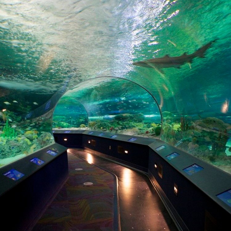Oceanarium acrylic underwater tunnel with shark